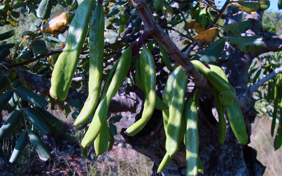 fruto algarrobo