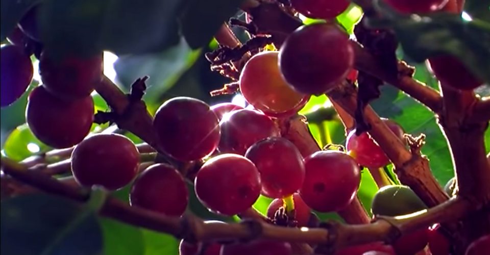 produccion-aroma-amazonico