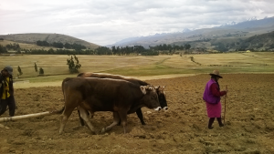 prepara-la-tierra-para-la-siembra-del-Tarwi-variedad-Anden